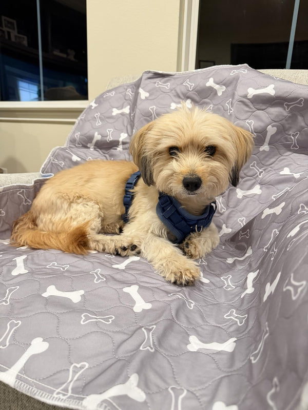 Dog cuddling on the couch at home