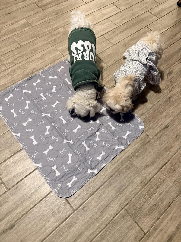 Three small dogs sitting on RooPad